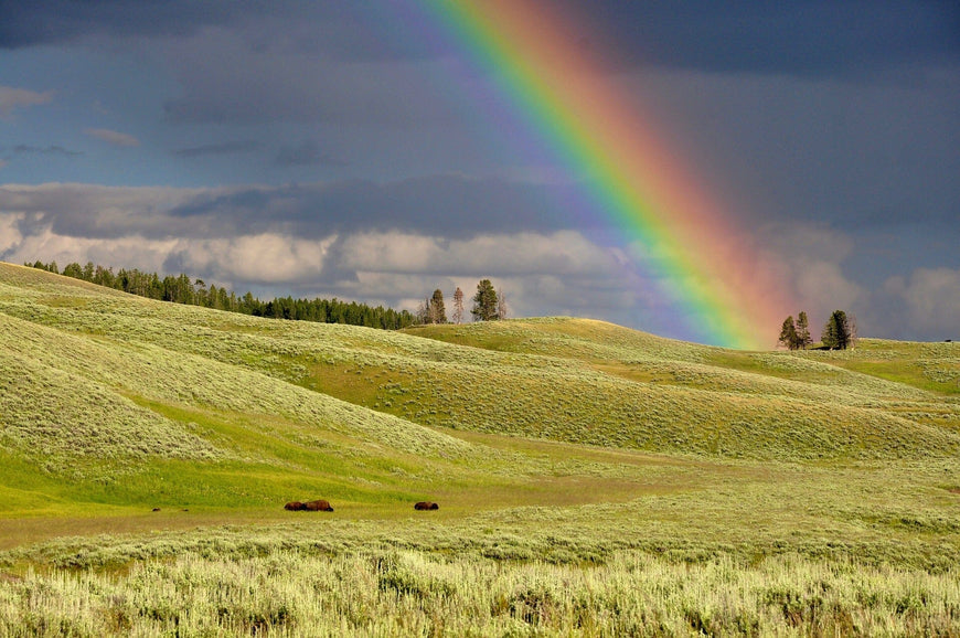 A Kid's Guide to the Science Behind Rainbows | What Causes a Rainbow
