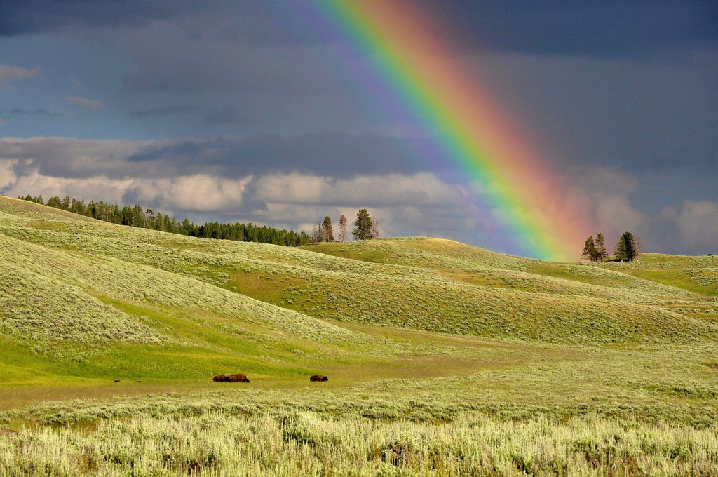 Explainer: Rainbows, fogbows and their eerie cousins