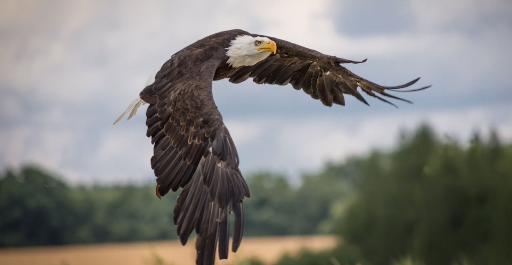13 Things Every American Should Know About Bald Eagles - The Dodo