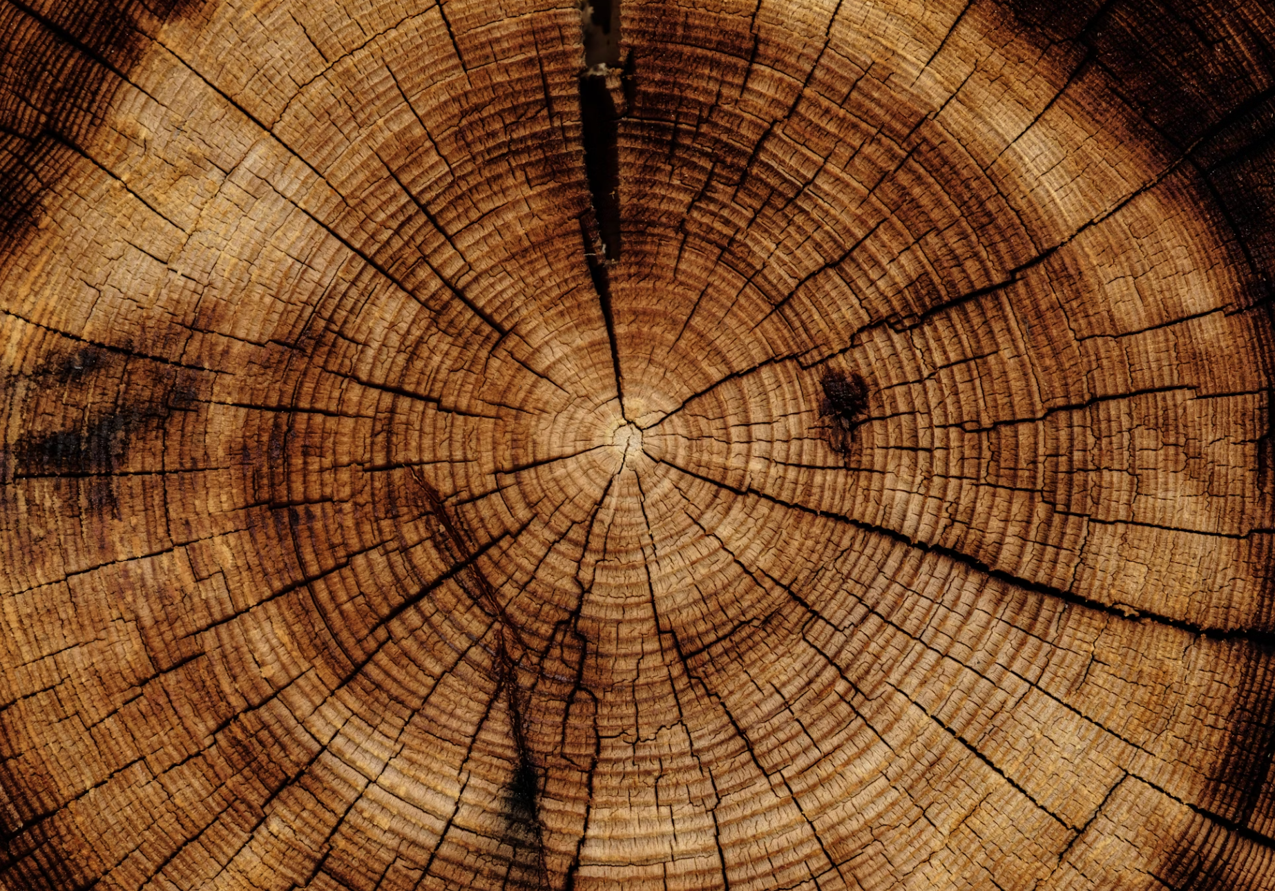 Pin Your Nature Walk: A Kid's Guide to Tree Identification