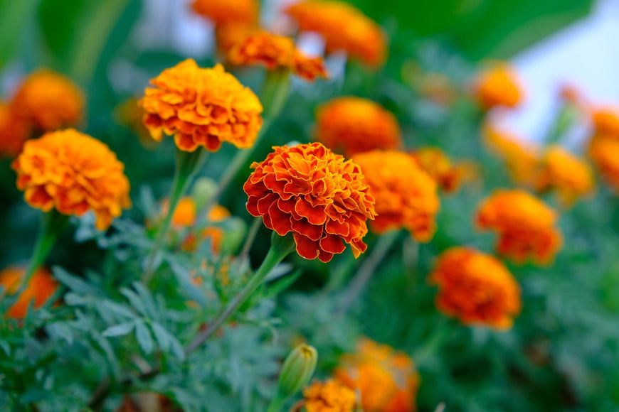 The Basics of Flower Gardening