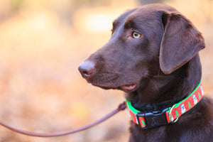 Custom Pins for Dog Collars: Adding Style and Personalization to Your Pup's Look